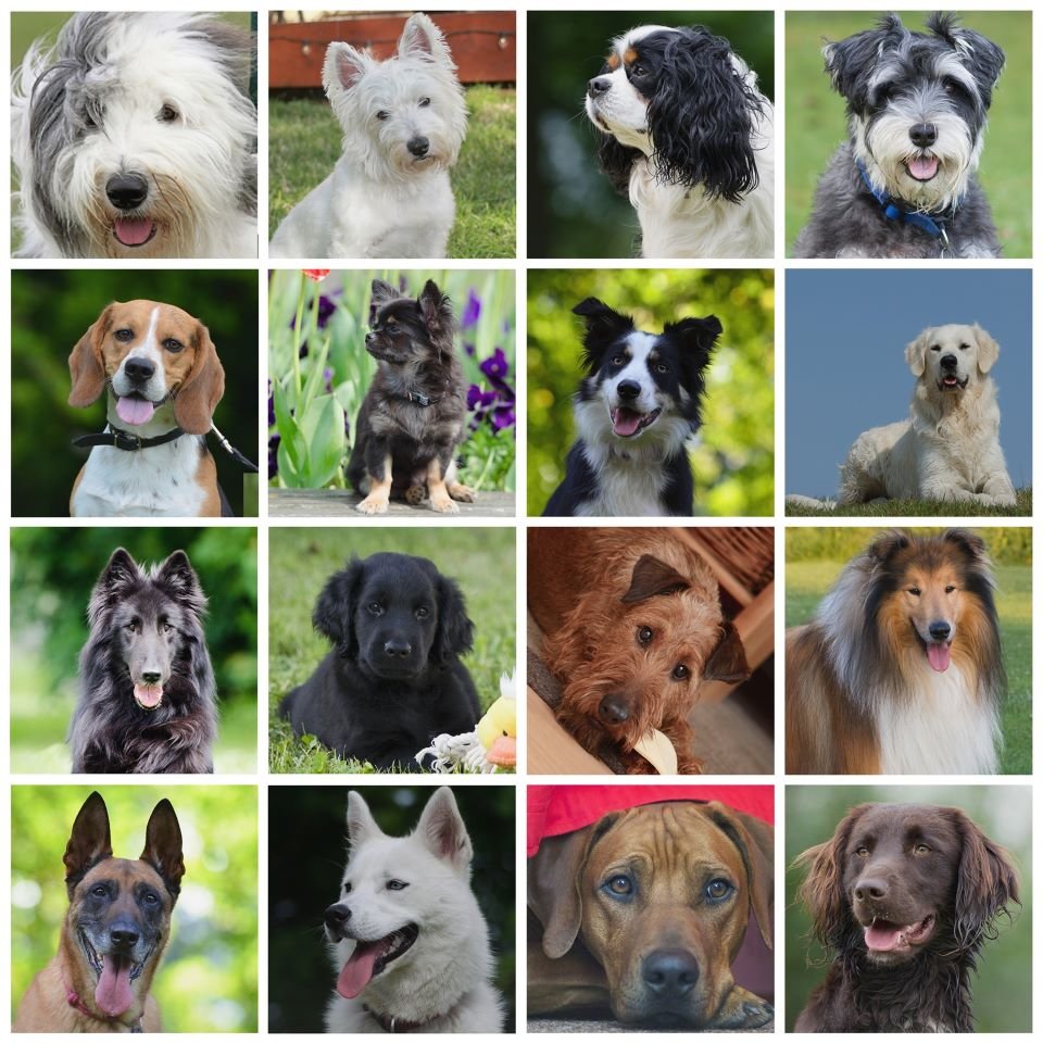 Dog-Breeds